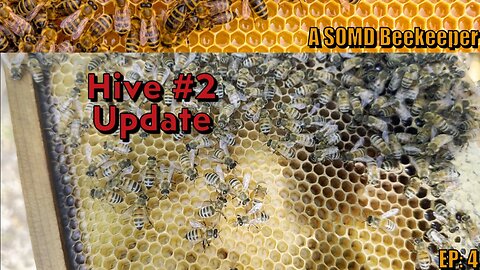 SOMD Beekeeping ep: 4 - Hive 2 update