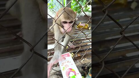 Caring for an Abandoned Monkey, the Mysterious Behaviors of Monkeys #18