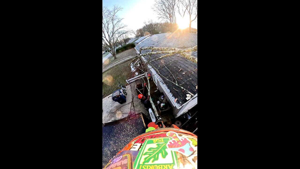Sitting on a Truck to Dismantle a Fallen Tree!