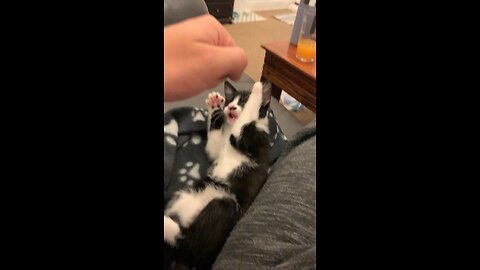 Baby mank thinks she is mike tyson