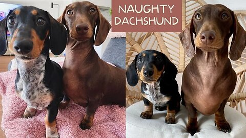 Naughty Dachshund dog video Funny Sausage Dog Around the world Living with Dachshund Tacka weiner