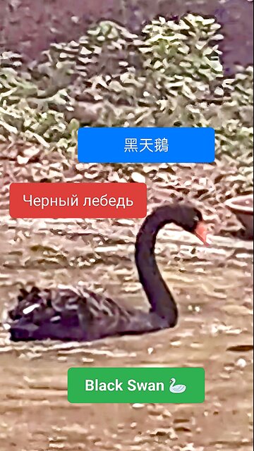 A mesmerizing moment of nature’s beauty captured in tranquility. #BlackSwan #NatureBeauty