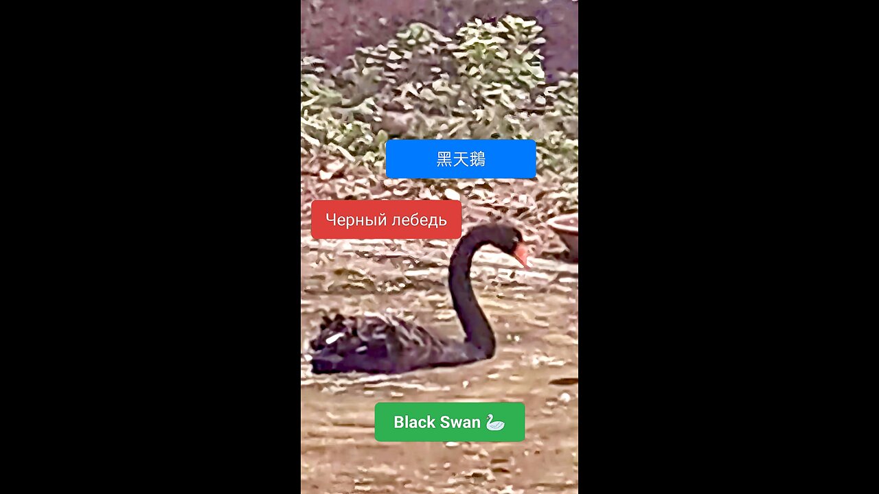 A mesmerizing moment of nature’s beauty captured in tranquility. #BlackSwan #NatureBeauty