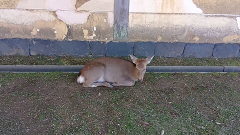 奈良県にいる鹿さんの映像