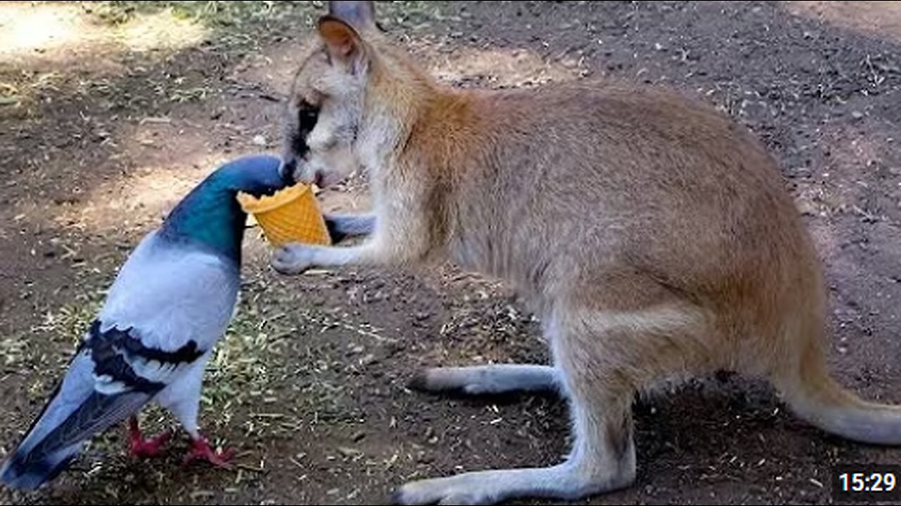 The Adorable of Animal Odd Couples 😍 🤣 FUNNY ANIMALS Videos