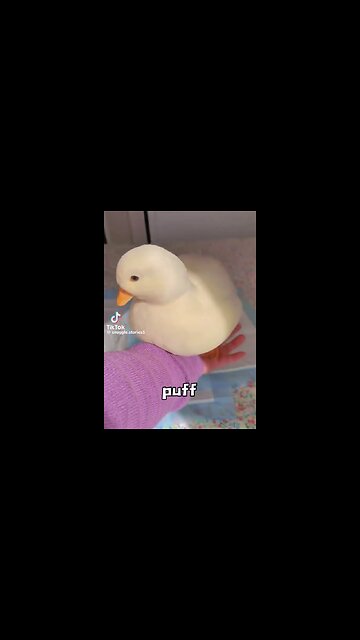 Call ducks are the cutest bird ever! 😍