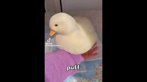 Call ducks are the cutest bird ever! 😍