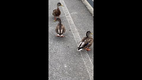 Mallard Ducks 🦆 #mallardducks #shorts #viral #trending #ducks #duck #followme