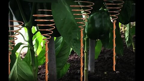 HOMESTEADING: TRIPLES HARVEST - WHY IT'S BANNED [2025-12-26] - FORBIDDEN ROOTS (VIDEO)