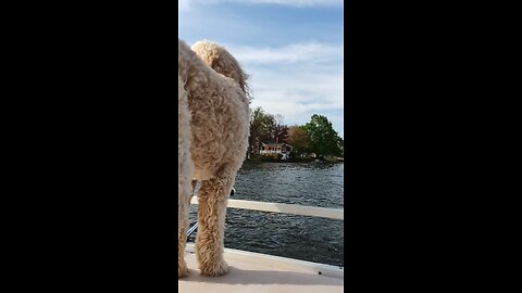 Yoshi got to go on pontoon boat for the first time in 2 years #yoshidoodledandy #labradoodle #dog