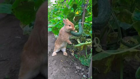 The little rabbit secretly eats cucumbers in the vegetable garden and pet the rabbit