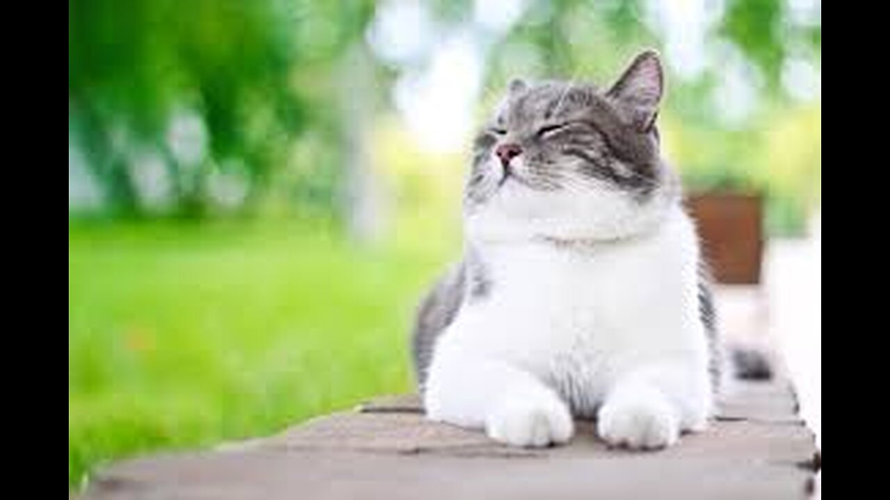 Funny and Cute Cats Collection - Part 35
