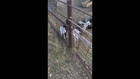 Lamb
