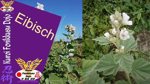 096 - Eibisch