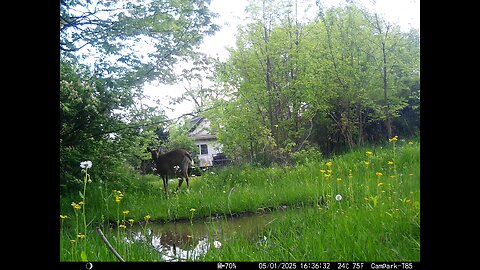 Deer Cam....05-01-2025