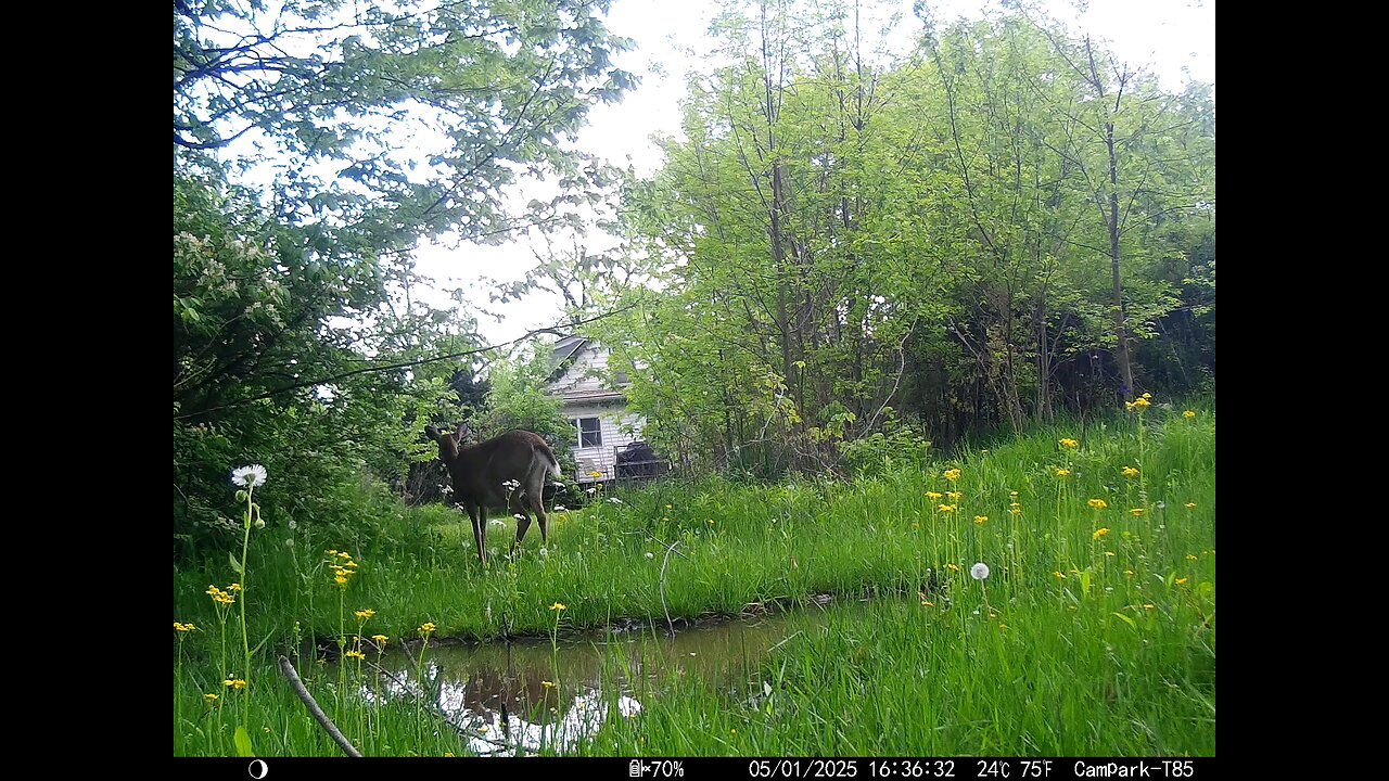 Deer Cam....05-01-2025