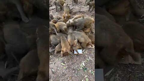 Funny monkey #67