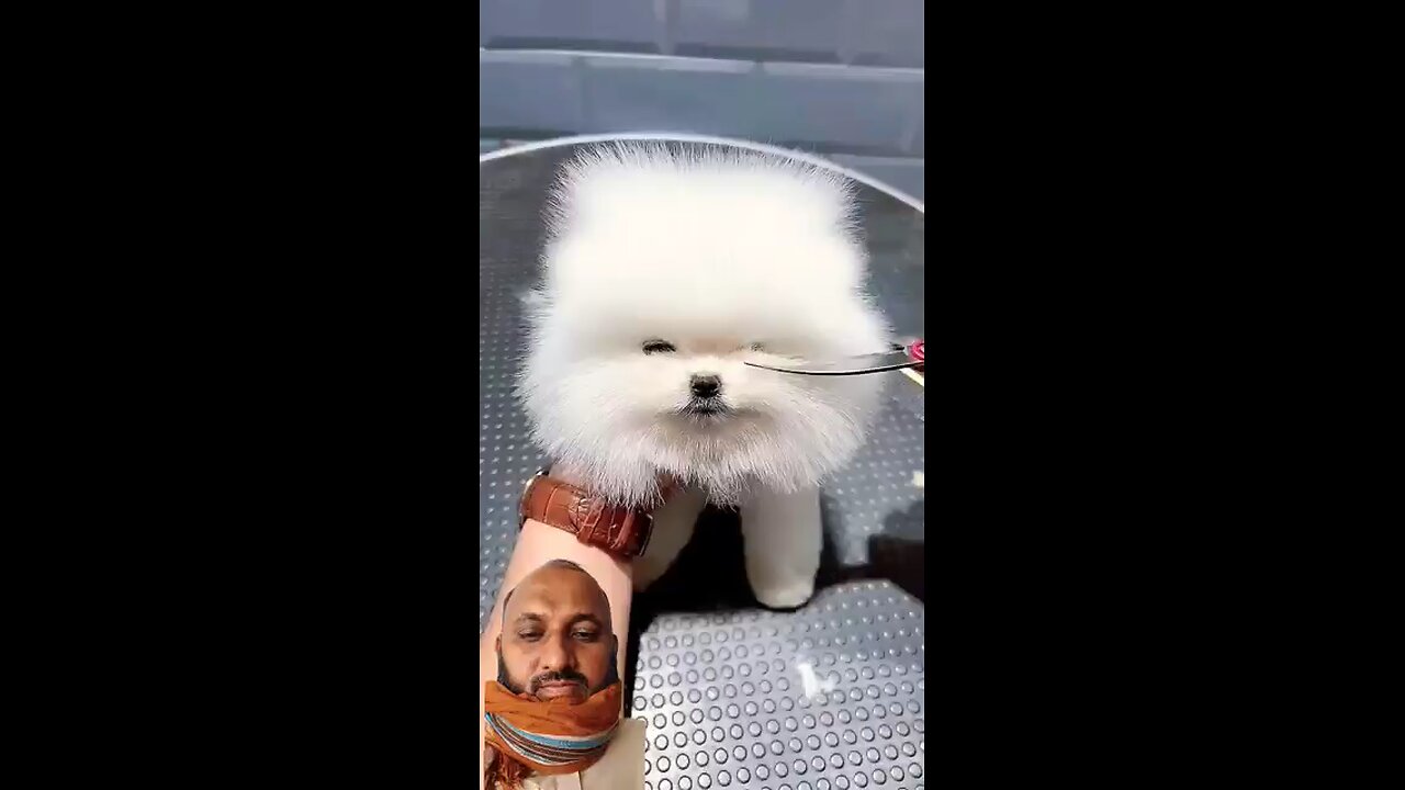 How to care for a Pomeranian").