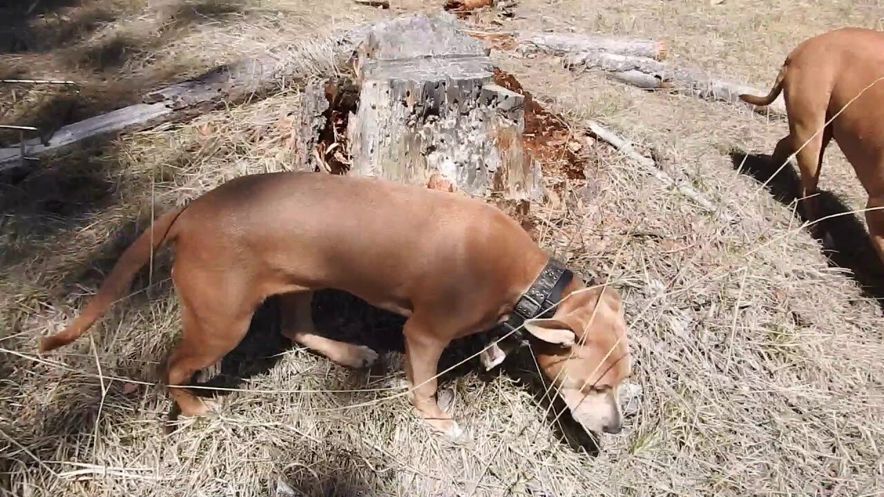 The original forest on flat earth part 20, Unedited clips from one of my trips