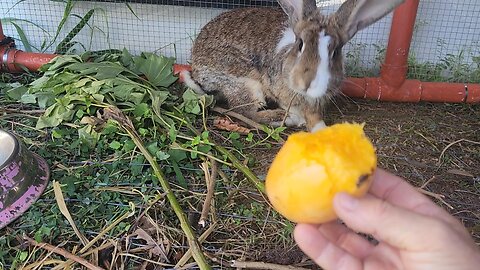 #1 Tip For Improving Homesteading Yields