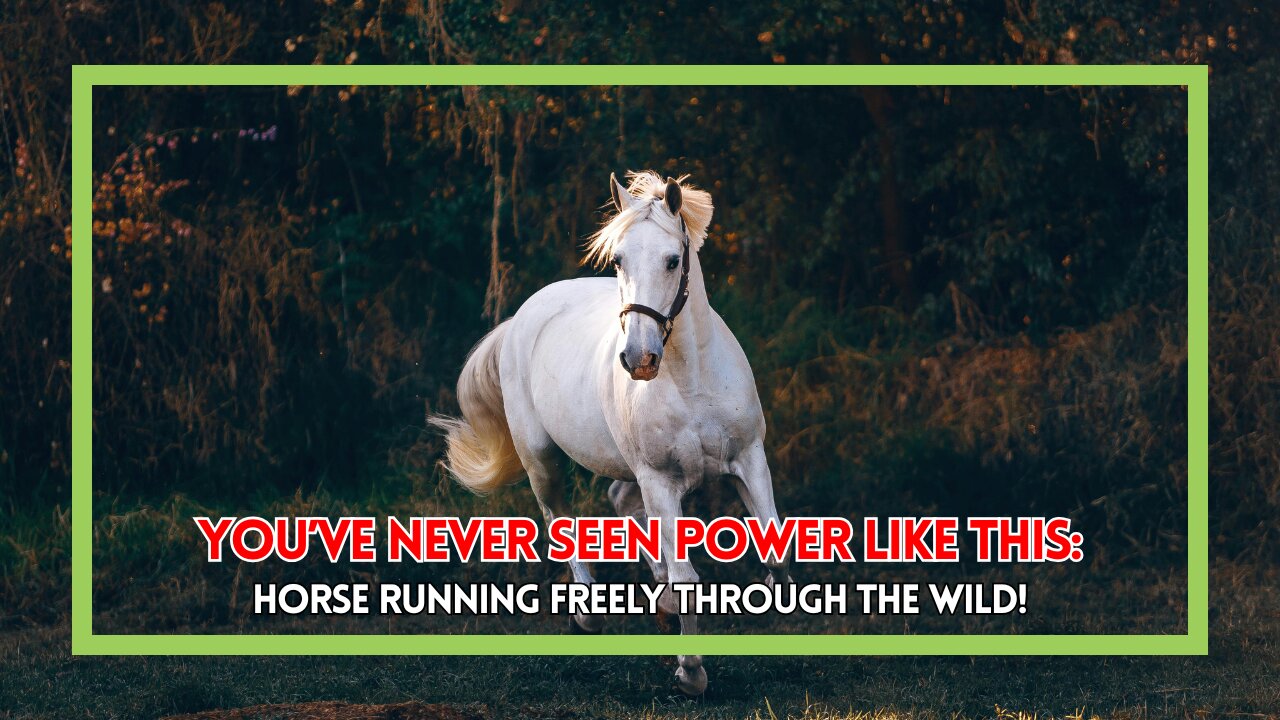 You’ve Never Seen Power Like This: Horse Running Freely Through the Wild!