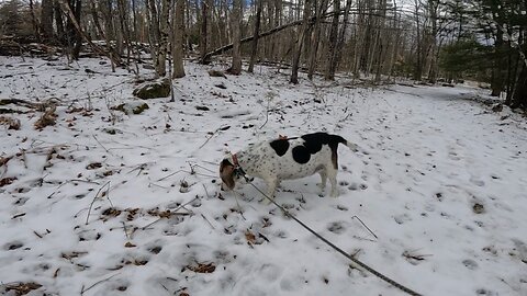Bandit