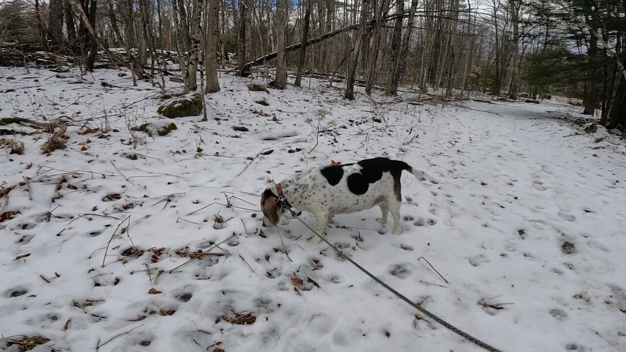 Bandit