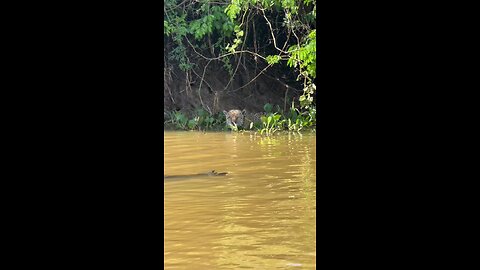 tiger looking crocodile