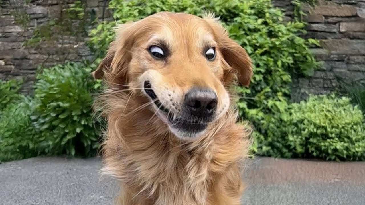 FUNNY Animal Videos That Will Make You Laugh 🐶🤣 Part Unlimited