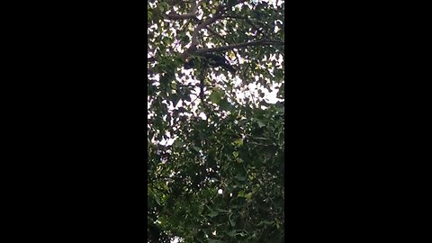 Hide in peacock