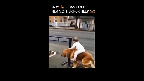#DOG#
