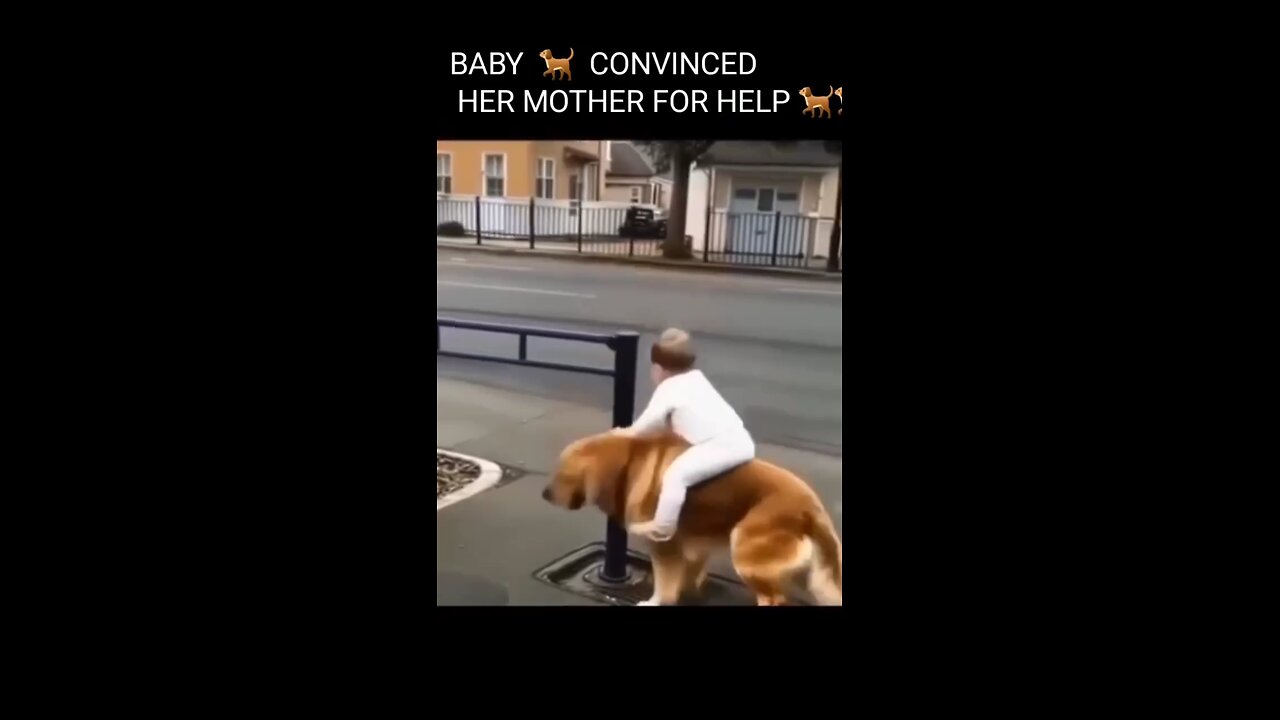 #DOG#
