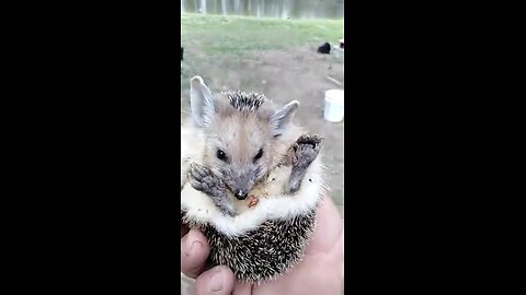 🦔 A wild hedgehog decides not to be as spikey since there's food involved... 😍😍😍