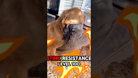 Dog Went Full Boot Mode 😂 Can’t See or Smell!