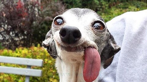 Me Just Yelling About Stupid People