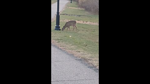 Oh 🦌