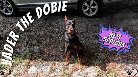 Doberman Rope Fetch Fun & Body Language Lesson | Understanding Without Words