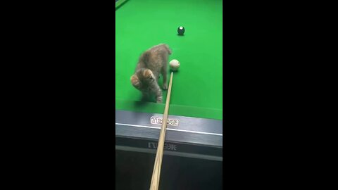 Who can do this correctly?🐈🙀