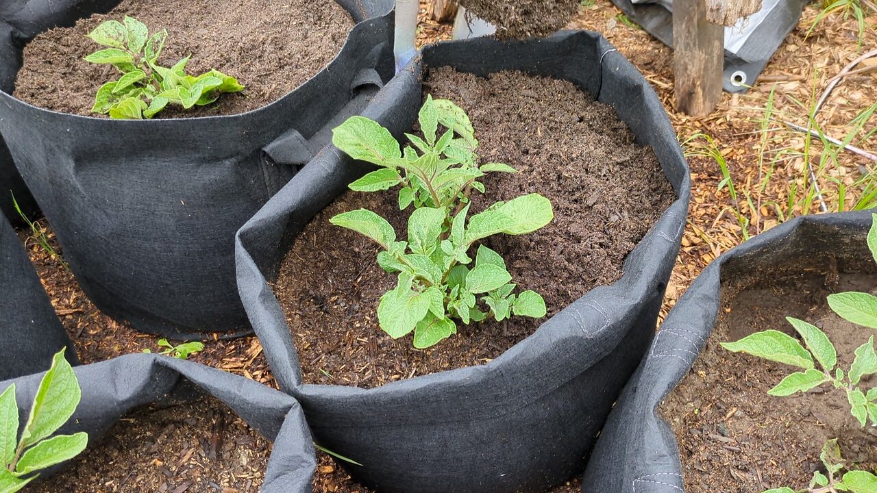 Mounding Potato Plants
