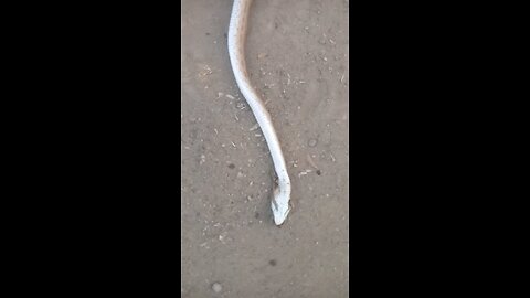 Killed the Snake