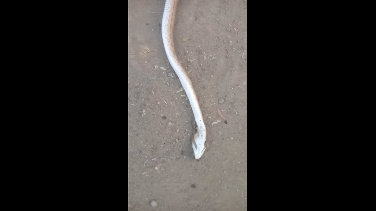 Killed the Snake