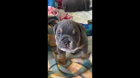 So cute puppy learning how to bark #shorts #puppybarking