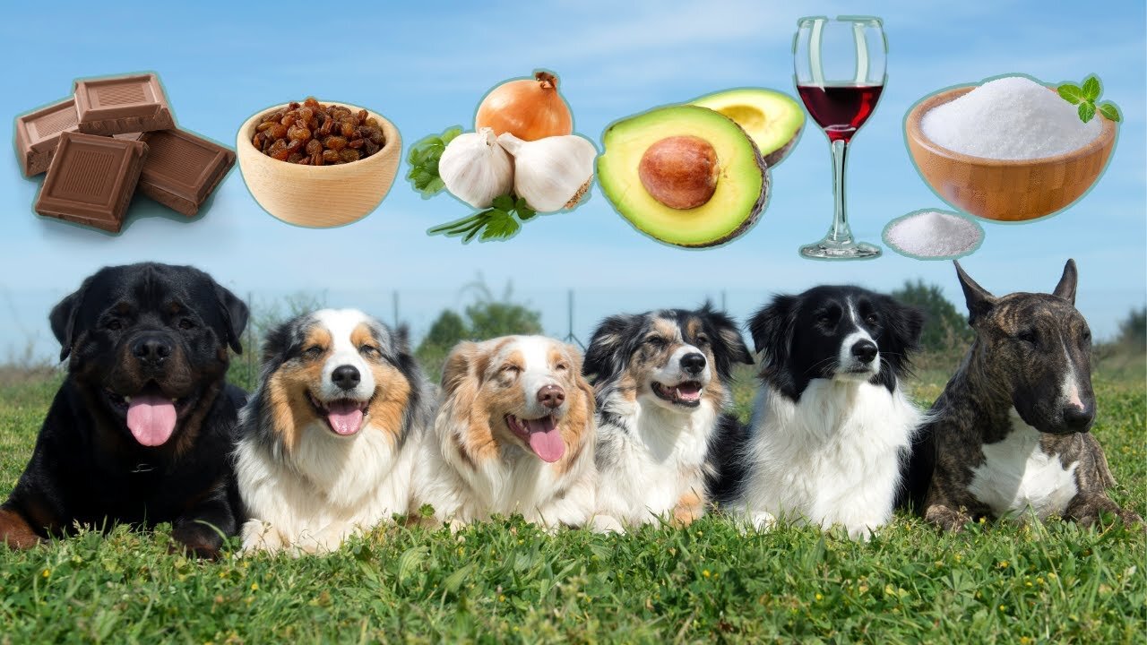 What are the 6 DEADLY FOODS not to give your dog 🐾