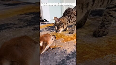 The man heard a scream from the hatch and saved the fallen deer from there