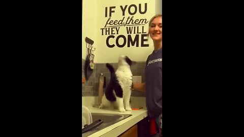 The Internet's Funniest Animals Are Here to Break Your Boredom!