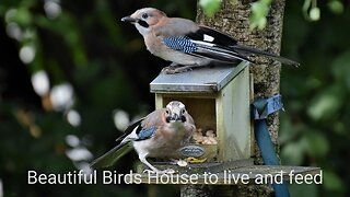 Cozy Bird Haven: A Home & Feast for Feathered Friends