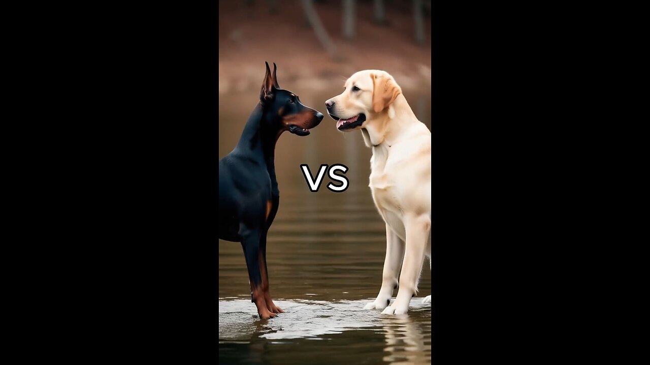 Rottweiler Puppy vs Pitbull puppy