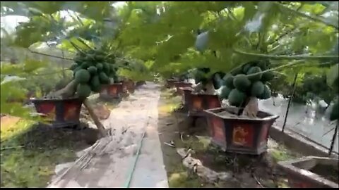 How to grow beautiful super dwarf papaya trees | Papaya air layering method