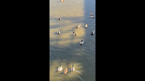 Mallard Ducks 🦆 #mallardducks #shorts #viral #trending #followme #ducks #duck