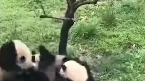 БЕСПРЕДЕЛ С ПАНДАМИ